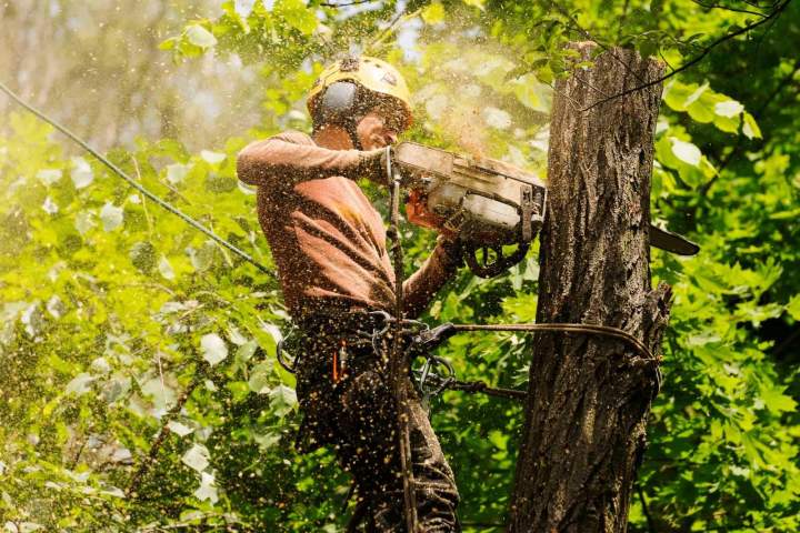 Abattage d’arbres en zones complexes ou dangereuses